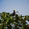 Malaienhornvogel (asian Black Hornbill), Sukau
