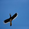Orienthornvogel (Oriental Pied Hornbill), Sukau