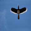 Orienthornvogel (Oriental Pied Hornbill), Sukau