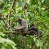 Borneo-Gibbons (Borneon Gibbons), Tabin