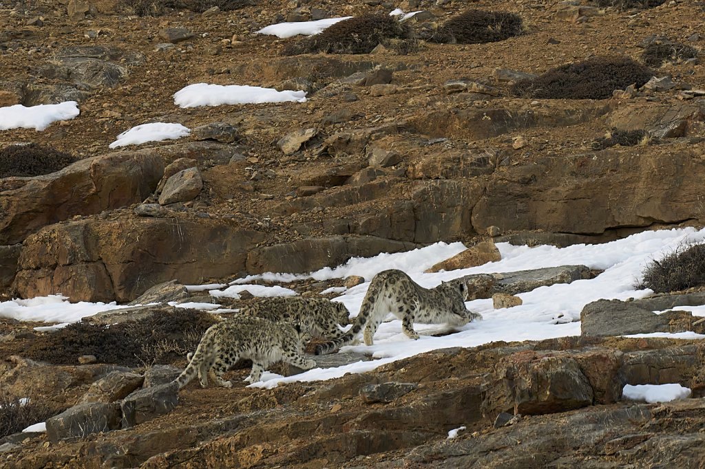 Schneeleopardin mit 2 Jungen, Kibber, Spiti Valley