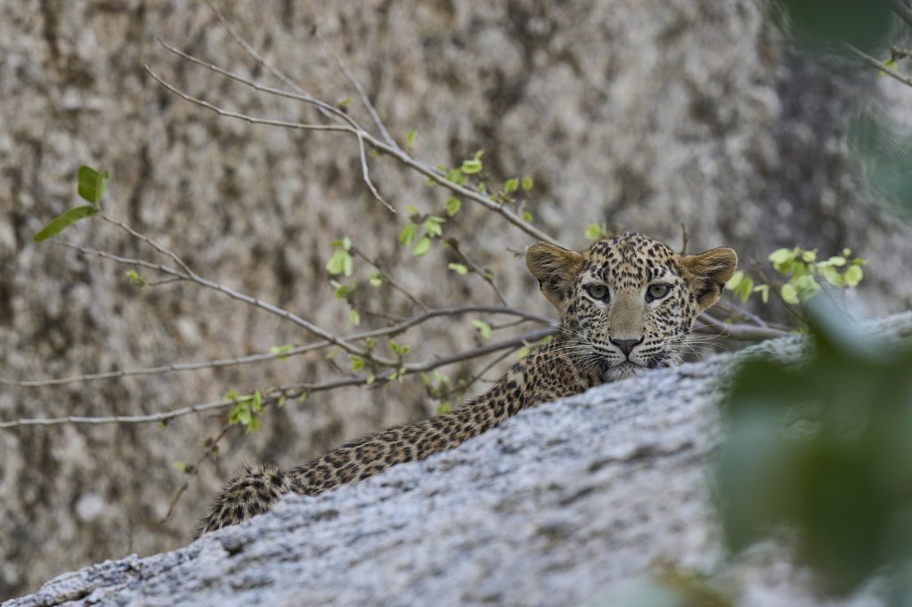 junger Leopard, Jawai Leopard Hills, Rajasthan