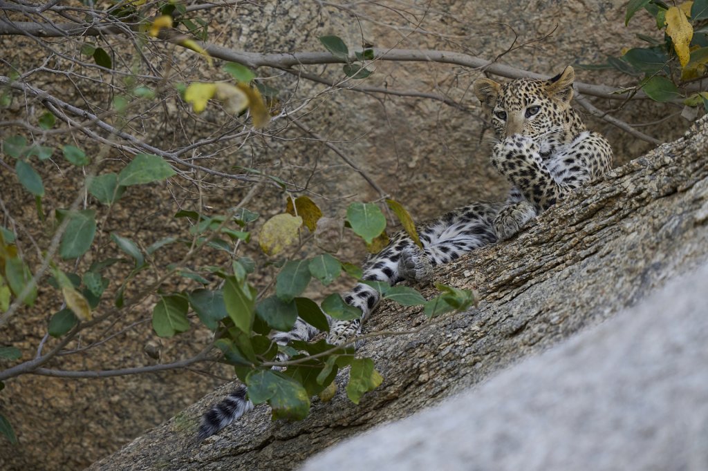 junger Leopard, Jawai Leopard Hills, Rajasthan