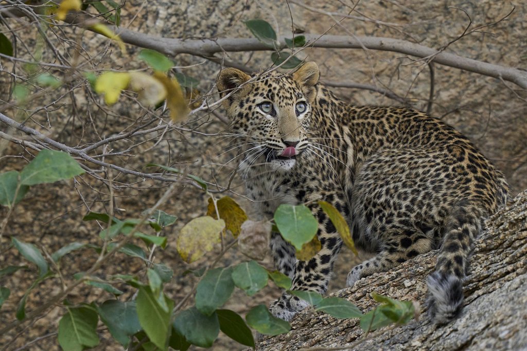 junger Leopard, Jawai Leopard Hills, Rajasthan