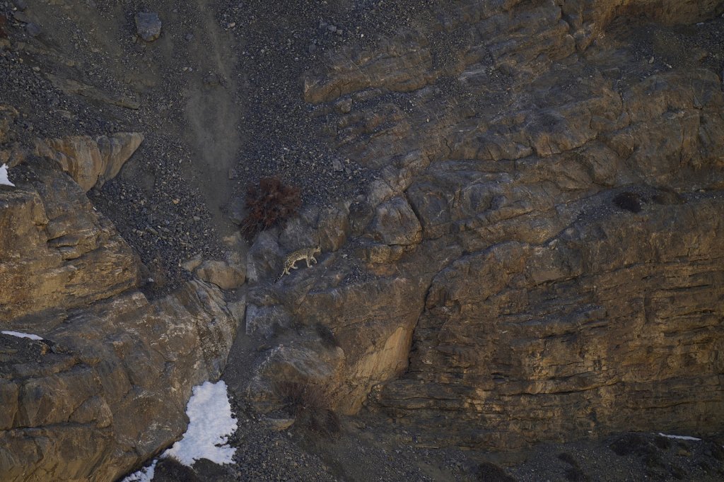 Schneeleopardin, Kibber, Spiti Valley