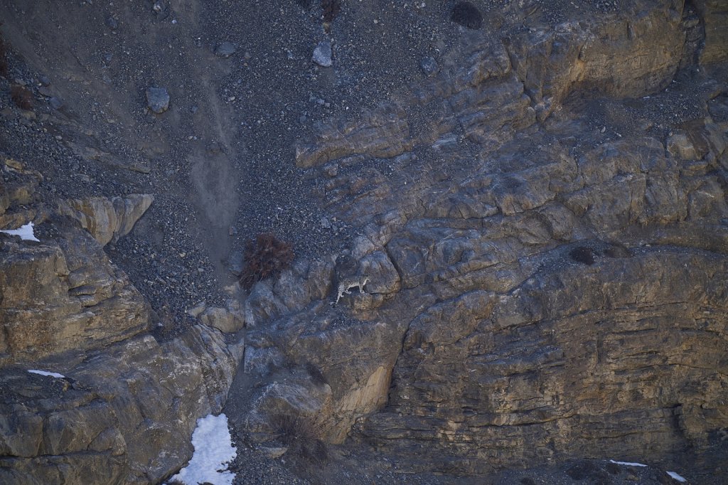 Schneeleopardin, Kibber, Spiti Valley