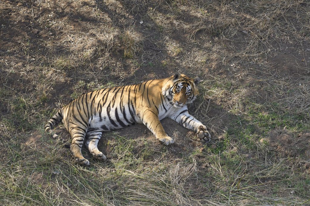Tiger, Ranthambore NP, Rajasthan