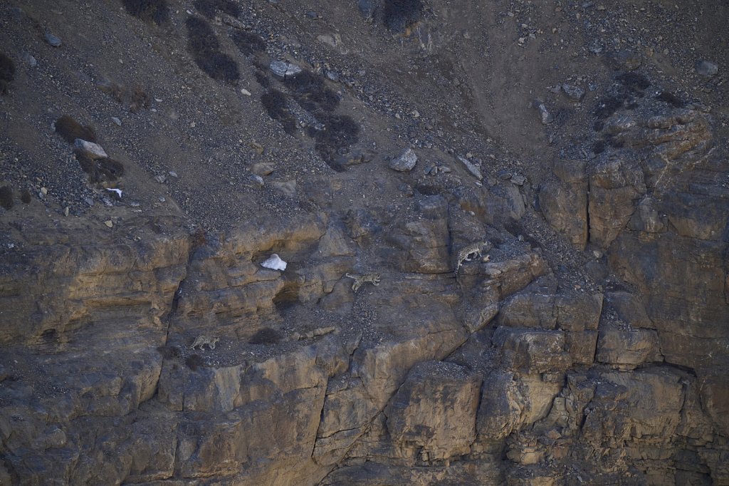 Schneeleopardin mit 2 Jungen, Kibber, Spiti Valley