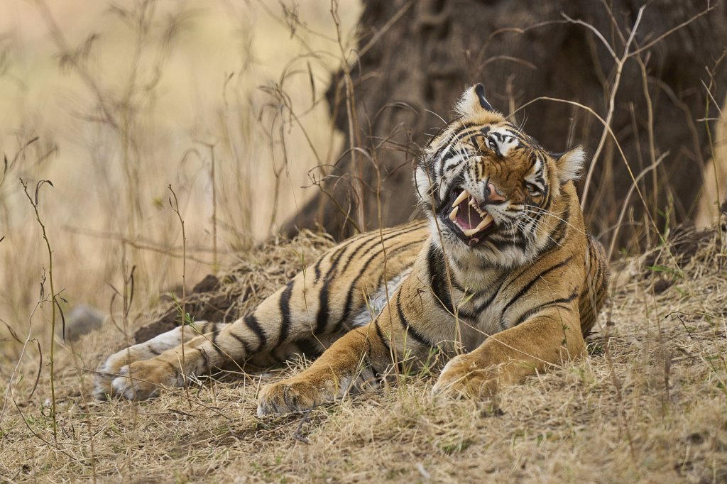 junge Tigerin, Ranthambore NP, Rajasthan