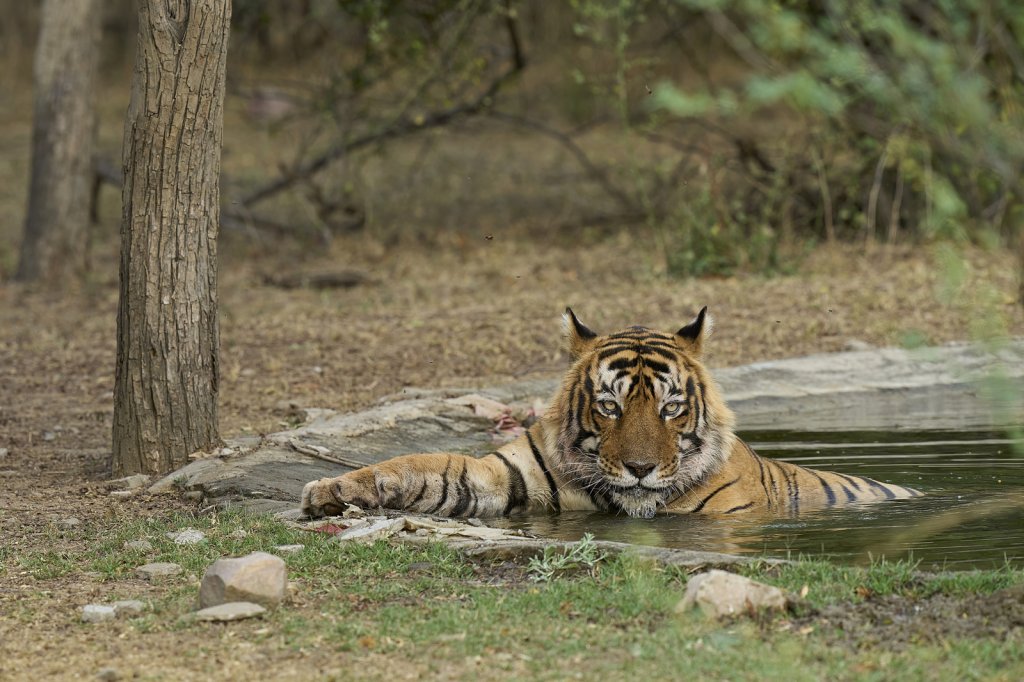 Tiger, Ranthambore NP, Rajasthan