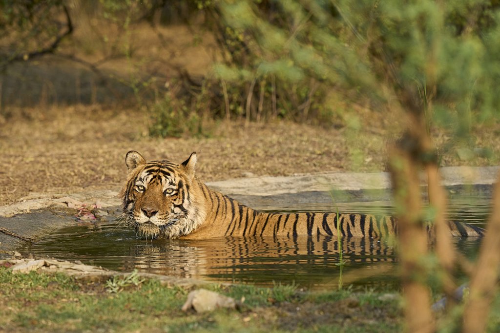 Tiger, Ranthambore NP, Rajasthan