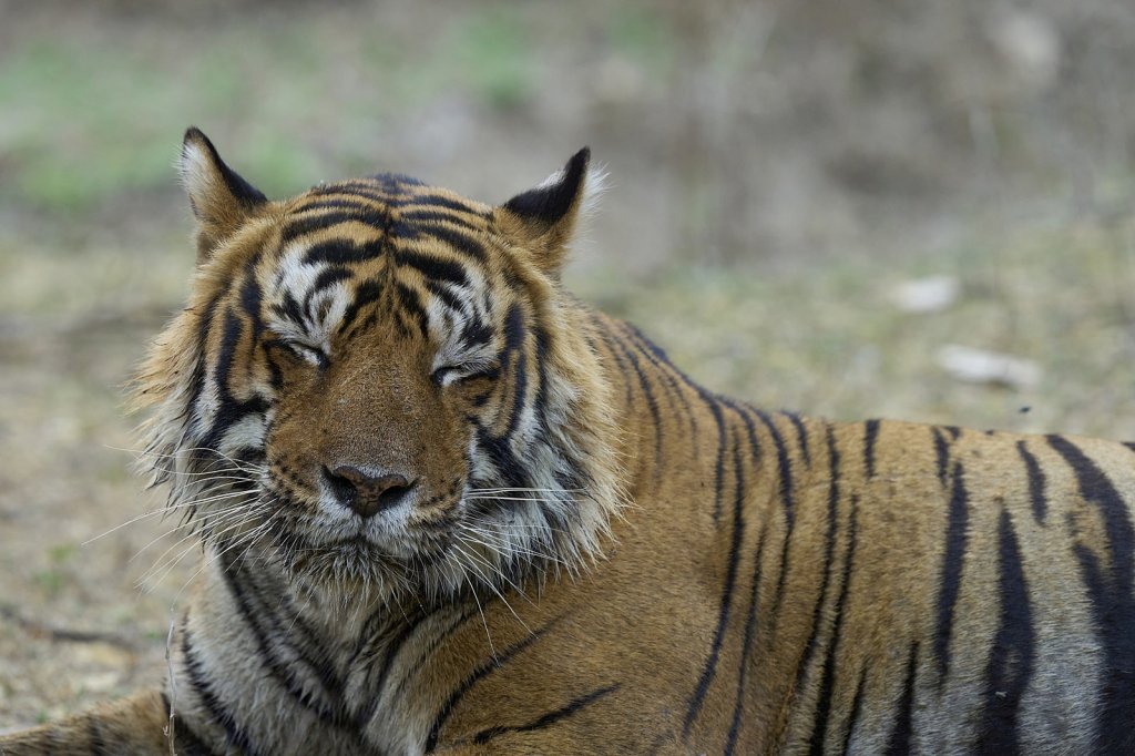 Tiger, Ranthambore NP, Rajasthan