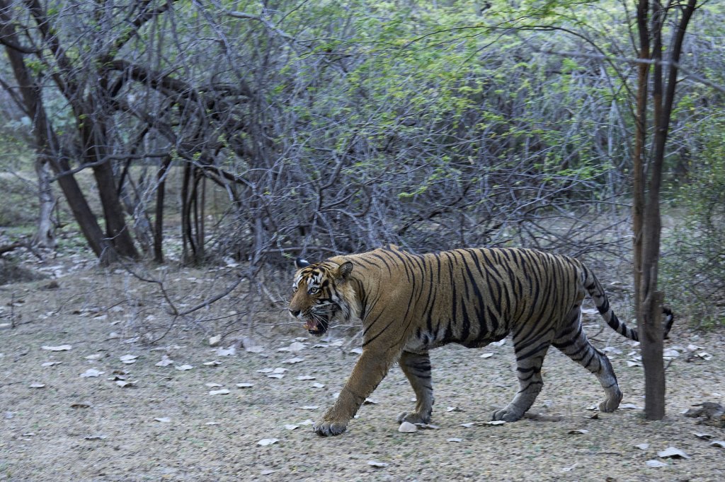 Tiger, Ranthambore NP, Rajasthan