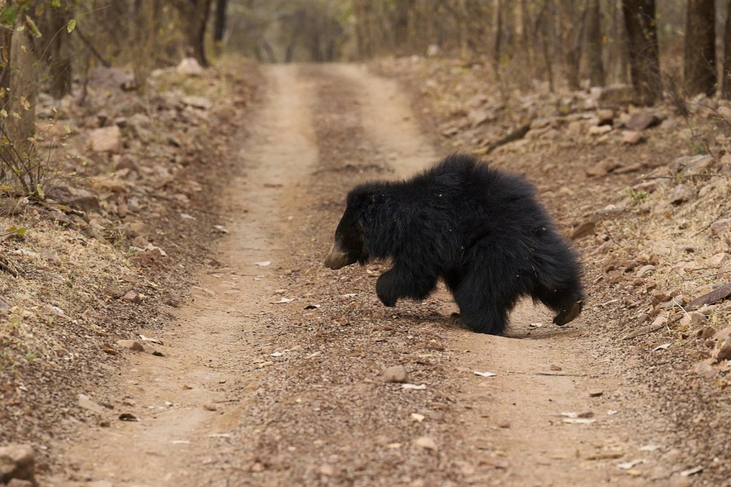 Lippenbär, Ranthambore NP, Rajasthan