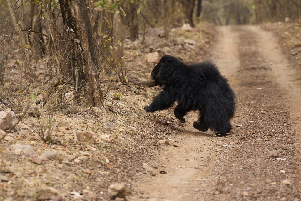 Lippenbär, Ranthambore NP, Rajasthan