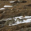 Schneeleopardin mit 2 Jungen, Kibber, Spiti Valley