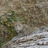 junger Leopard, Jawai Leopard Hills, Rajasthan
