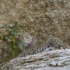 junger Leopard, Jawai Leopard Hills, Rajasthan
