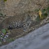 junger Leopard, Jawai Leopard Hills, Rajasthan