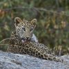 junger Leopard, Jawai Leopard Hills, Rajasthan