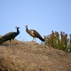 Blaue Pfauen, Jawai Leopard Hills, Rajasthan