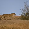 Leopardin, Jawai Leopard Hills, Rajasthan