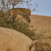 Leopardin, Jawai Leopard Hills, Rajasthan