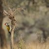 Orangespecht, Ranthambore NP, Rajasthan