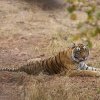 Tigerin, Ranthambore NP, Rajasthan