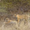 junge Tiger, Ranthambore NP, Rajasthan