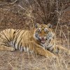 junger Tiger, Ranthambore NP, Rajasthan
