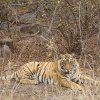junger Tiger, Ranthambore NP, Rajasthan