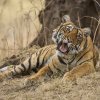 junge Tigerin, Ranthambore NP, Rajasthan