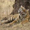 junge Tigerin, Ranthambore NP, Rajasthan