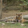 Tiger, Ranthambore NP, Rajasthan