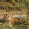 Tiger, Ranthambore NP, Rajasthan