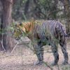 Tiger, Ranthambore NP, Rajasthan