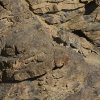 junger Schneeleopard, Kibber, Spiti Valley