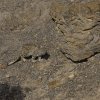 junger Schneeleopard, Kibber, Spiti Valley