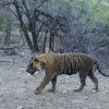 Tiger, Ranthambore NP, Rajasthan