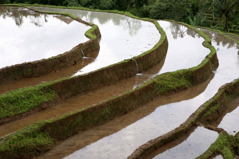 Reisfelder von Jatiluwih