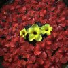 Blumenarrangement, Ubud