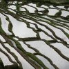 Reisfelder von Jatiluwih