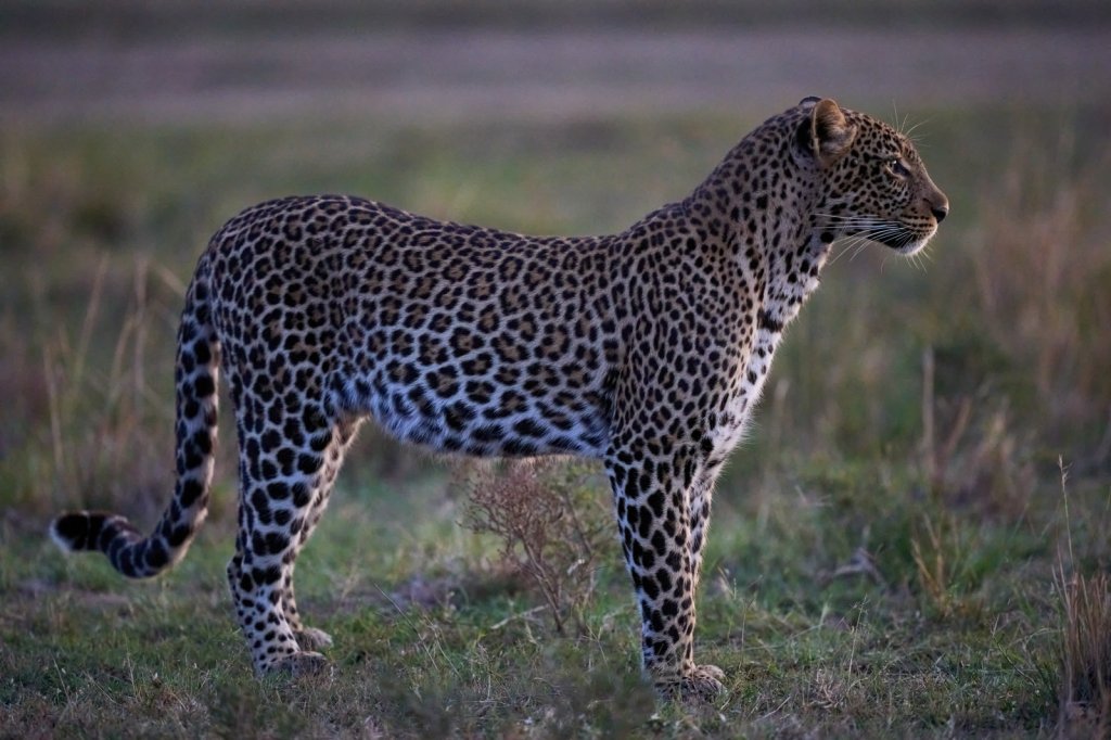 Leopardin, Masai Mara