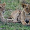 junge Löwen, Masai Mara