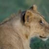 Löwin, Masai Mara