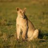 junge Löwin, Masai Mara