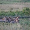 Löwenfamilie, Masai Mara