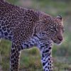 Leopardin, Masai Mara