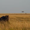 Nilpferd, Masai Mara